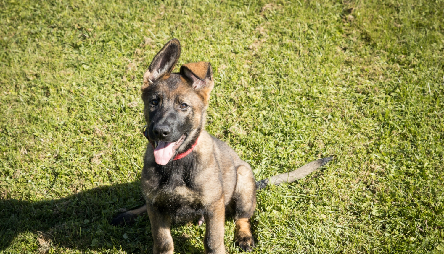 FOTO: Kucēns