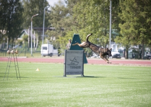 FOTO: Kinologu sacensības