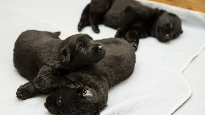 FOTO: Valsts robežsardzes koledžas kucēni