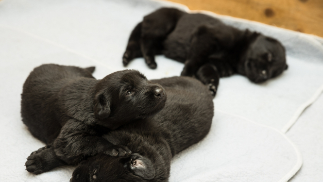 FOTO: Valsts robežsardzes koledžas kucēni