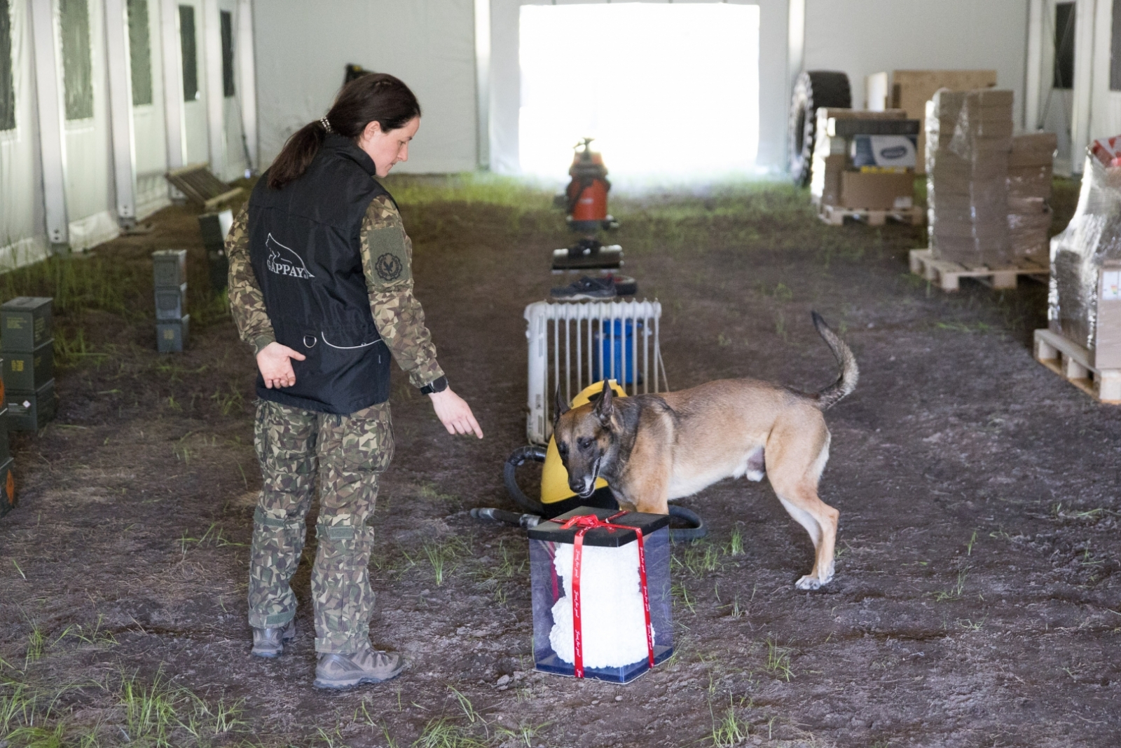 FOTO: Kinologu sacensības