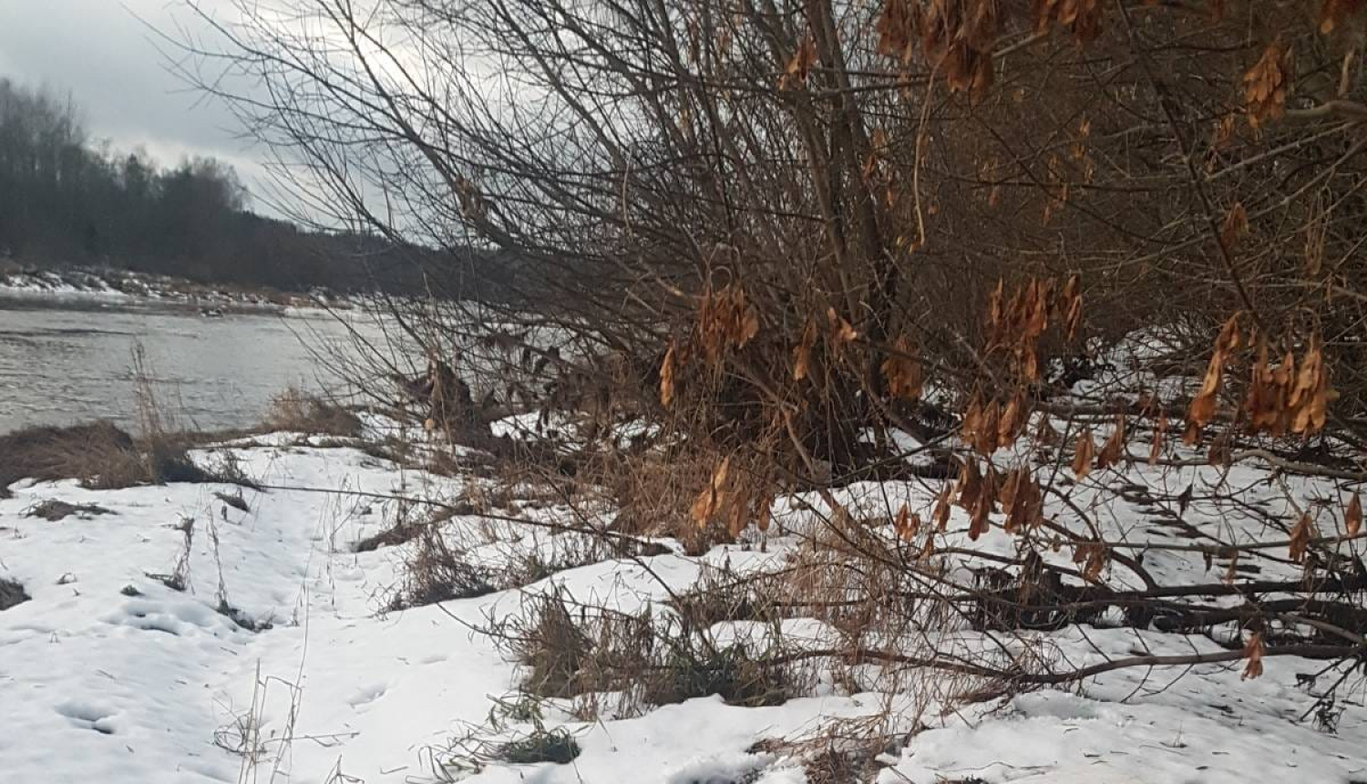 FOTO: Kontrabandas cigaretes