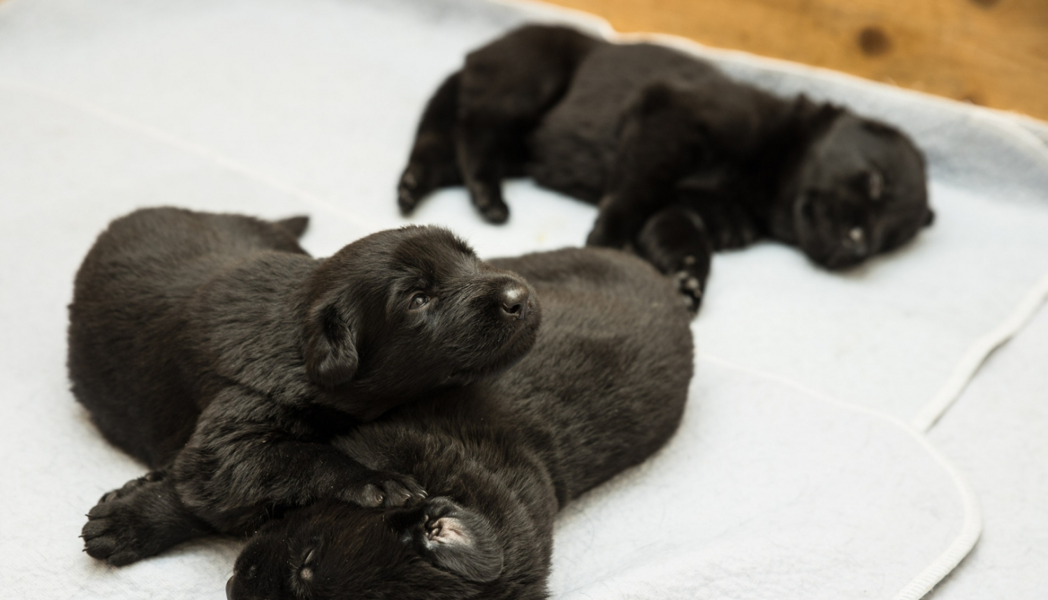 FOTO: Valsts robežsardzes koledžas kucēni