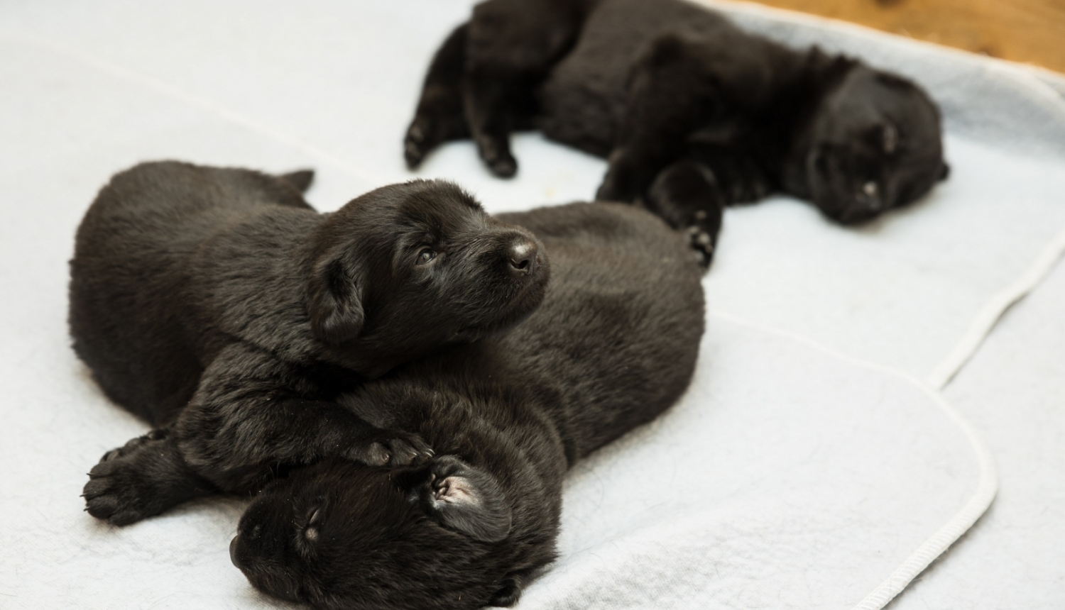 FOTO: Valsts robežsardzes koledžas kucēni